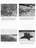 Whitetail Deer, Wolf and Fox, Duck,  Bear Hunting, Le Sueur County 1963
